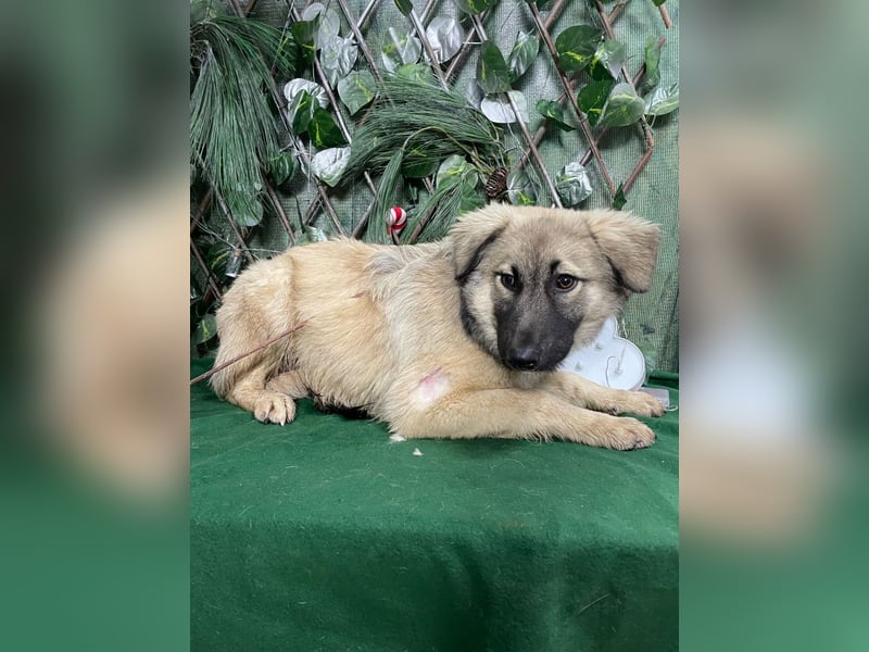 DIESEL-ruhiger, eher scheuer Hundebub wartet sehnsüchtig auf sein Für-immer-Zuhause