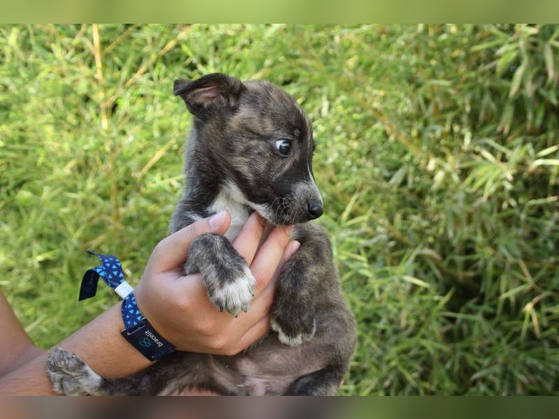 BRÖSEL - auf der Suche nach seiner liebevollen "Für-immer-Familie"