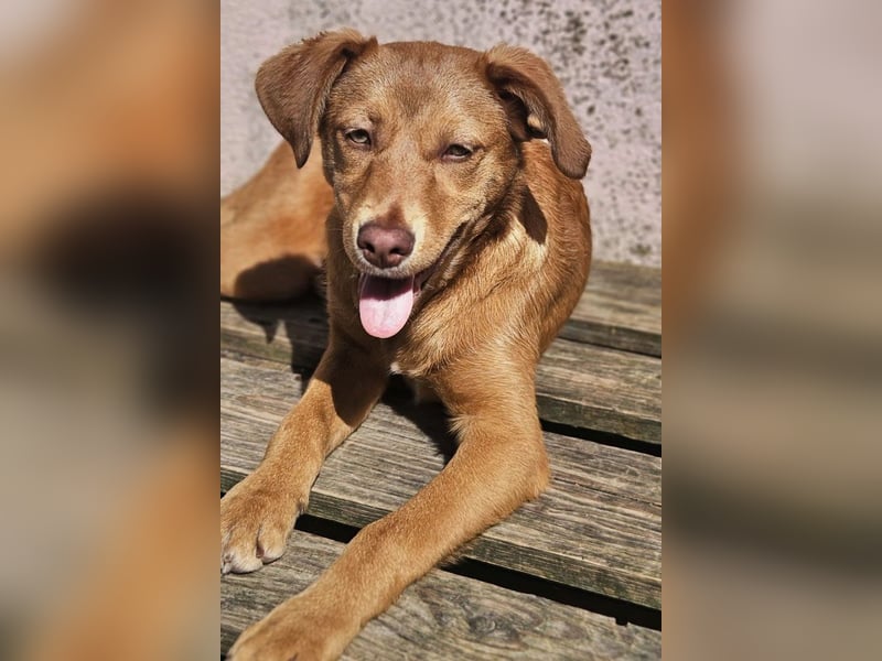 SIENA-fröhliches, freundliches Mädchen irrte alleine auf der Straße umher,auf der Suche nach Familie