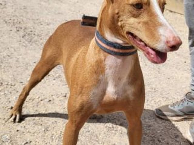 PONGO- vom vergessenen Schatten zum strahlenden Herzenshund