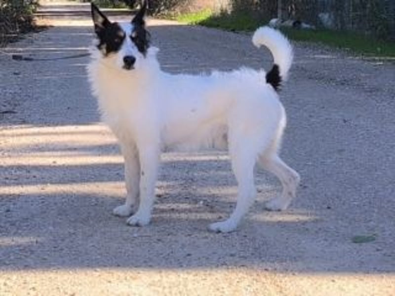 GASTON-liebt es, ausgiebig zu kuscheln und verteilt dabei auch gerne ein feuchtes Küsschen