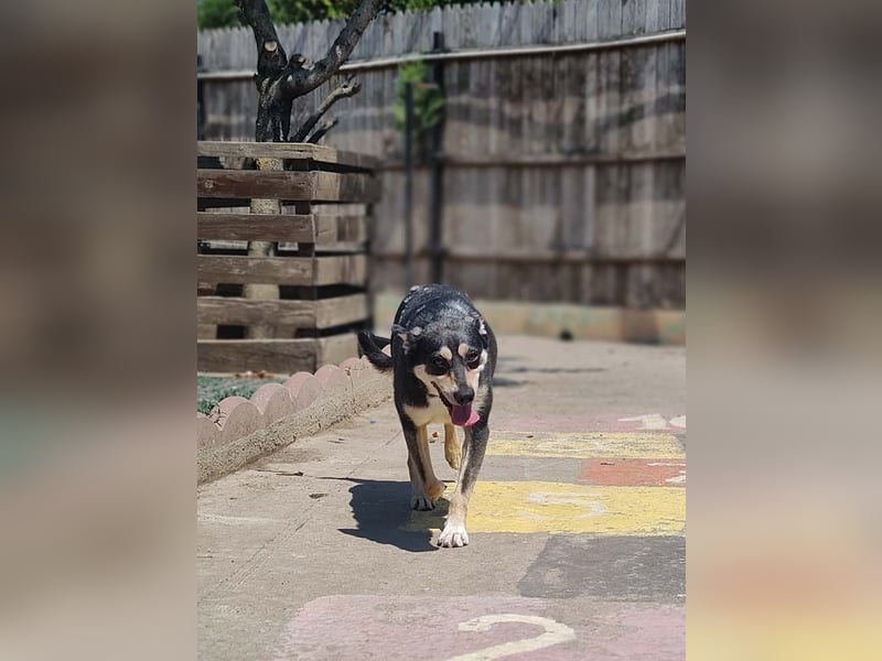 EREN-Lebensfreude pur, sie versüßt ede Minute des Tages-endlich in ihrem "Für-immer-Zuhause"?