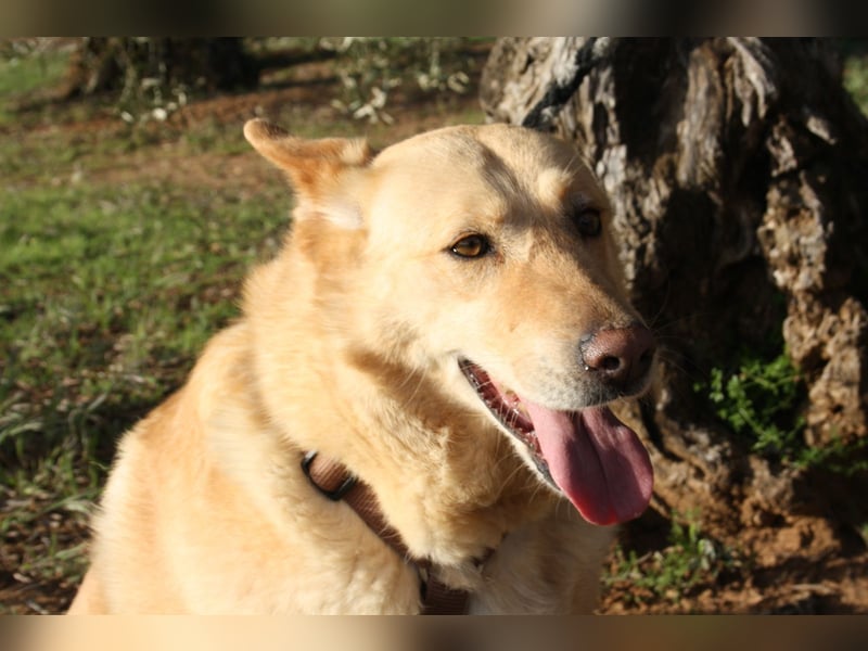 AKIRA-verschmustes, anhängliches Hundemädchen sucht ein ruhiges, liebevolles Zuhause