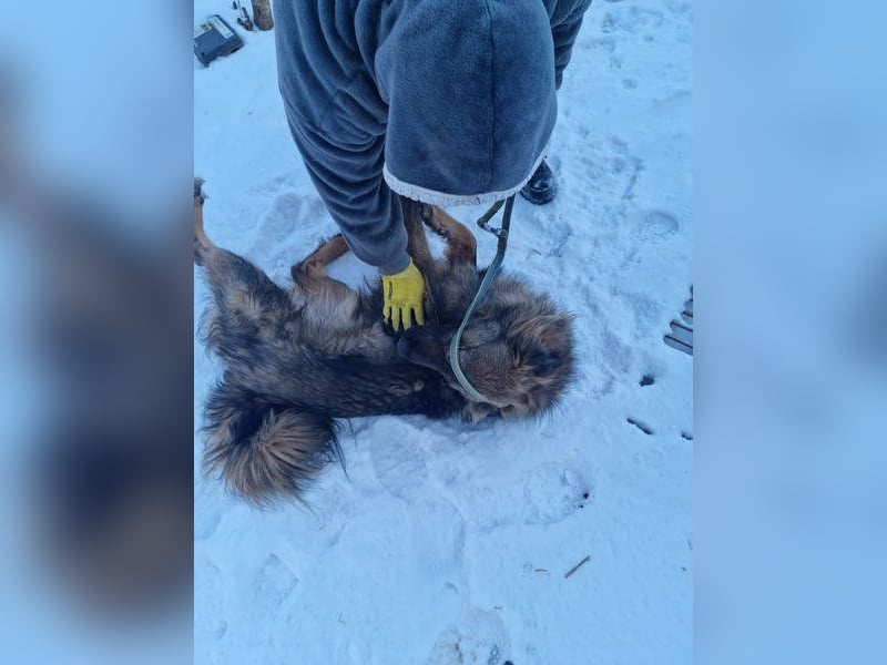 Hübscher LAURENT-superfreundlich, liebenswert-sein grösster Wunsch:eine liebevolle Für-immer-Familie