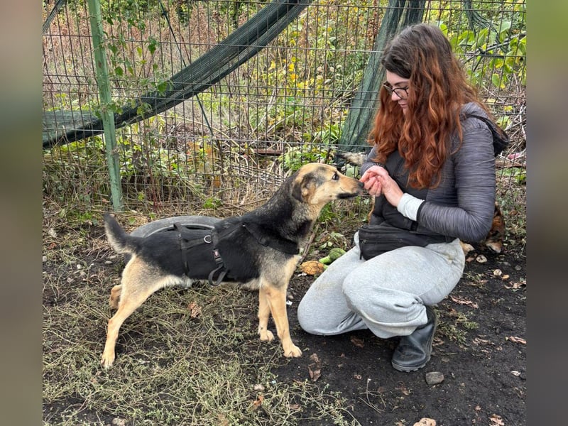 SAADET-freundliche, liebe und herzensgute Hündin wartet auf ihre Chance in einer liebevollen Familie SAADET-freundliche, liebe und herzensgute Hündin wartet auf ihre Chance in einer liebevollen Familie