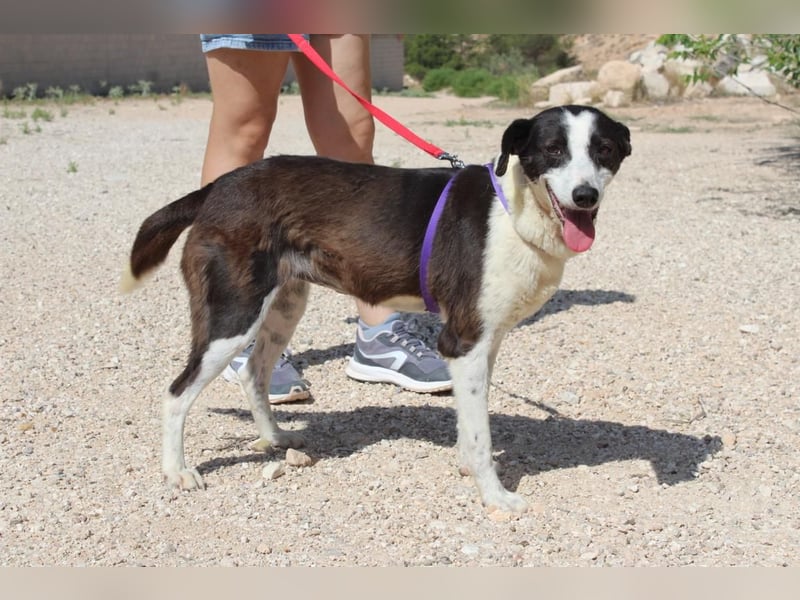 CANTALAR-ruhig, sanft, mit einem Herzen voller Liebe wartet sie sehnsüchtig auf ein schönes Leben