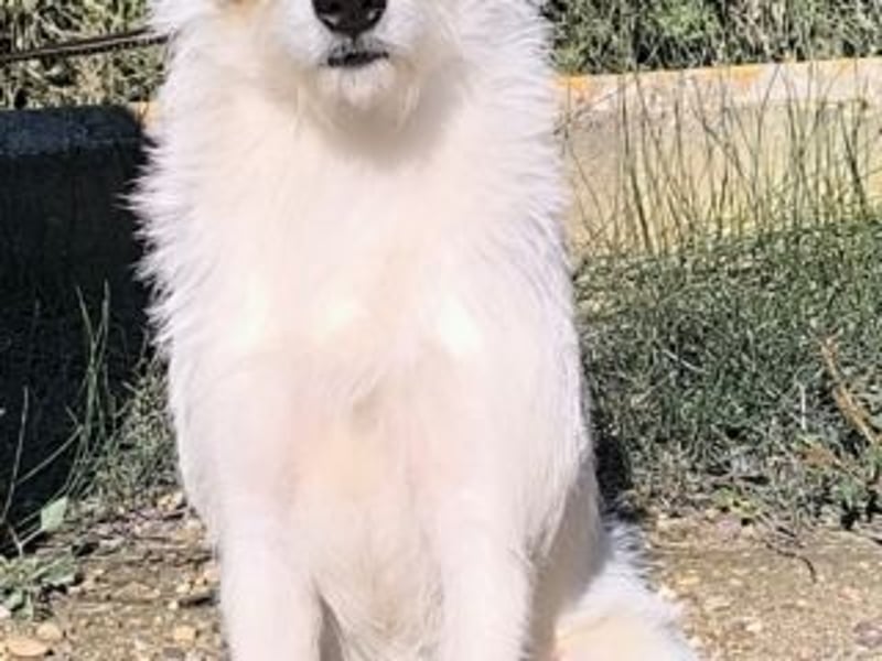 GASTON-liebt es, ausgiebig zu kuscheln und verteilt dabei auch gerne ein feuchtes Küsschen