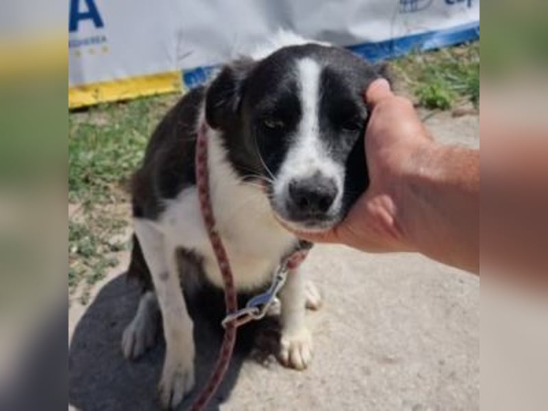 NOVA-sanfte Schönheit mit Border-Collie-Charme sucht ihr Glück