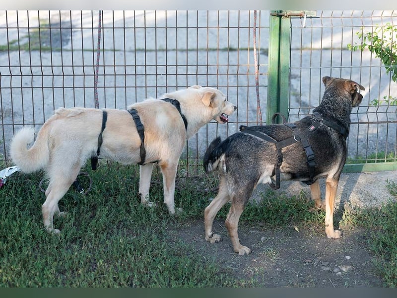 Pitagora –