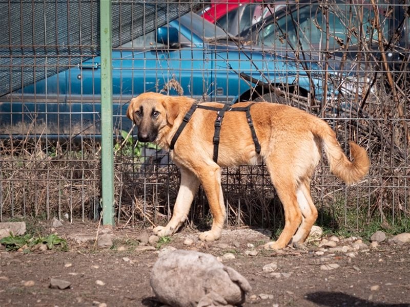 HUCKLEBERRY (Huck)-freundlich, mit sonnigem Gemüt
