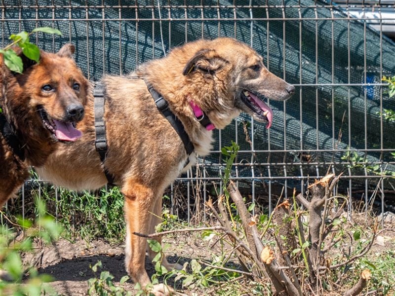 TITANIA-Samtene Riesin sucht passendes Körbchen zum einkuscheln