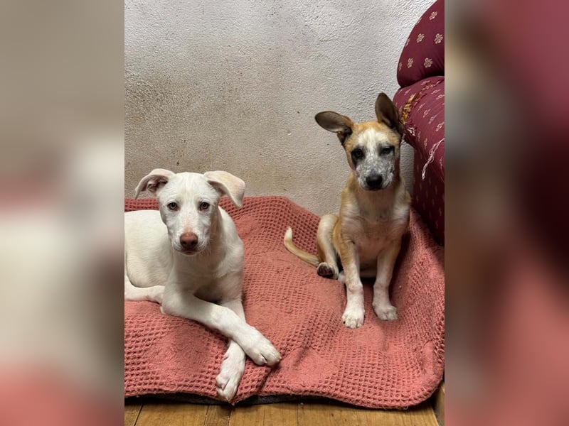 KINDER-fröhlicher, aufgeweckter Bub irrte allein auf der Straße umher,sucht seine Für-immer-Menschen