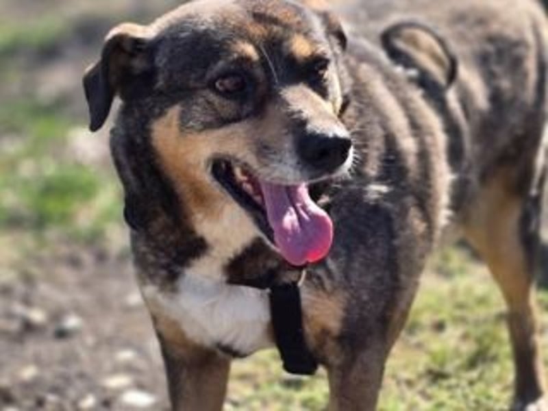 NORA-absulut liebenswertes Wesen