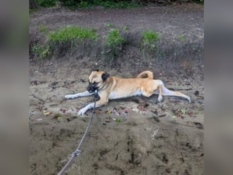 Moon (genannt Coco)-Ruhige Maus sucht liebevolle Familie