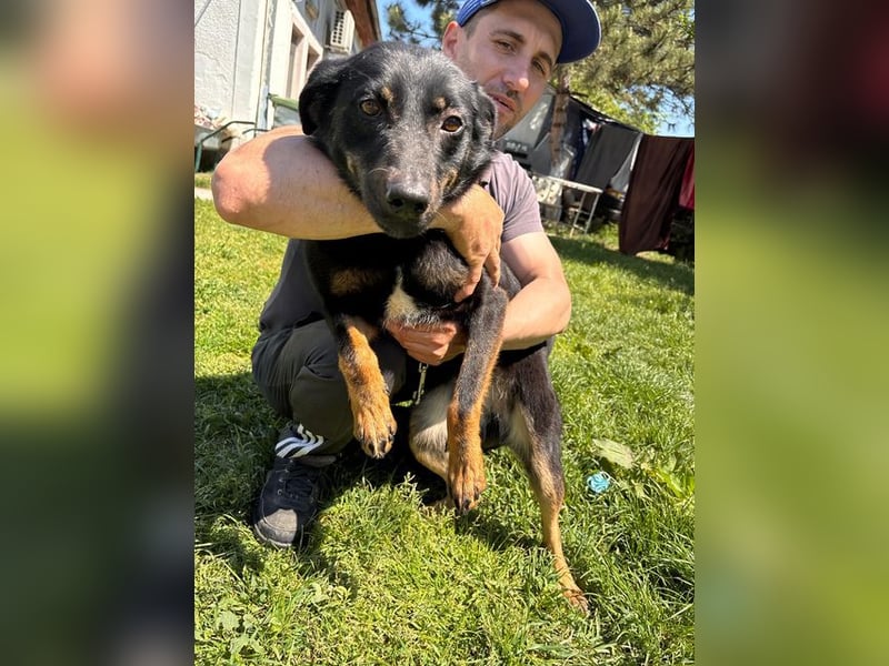ARYA-freundlich, verspielt, offen und wartet sehnsüchtig auf ihr liebevolles Zuhause