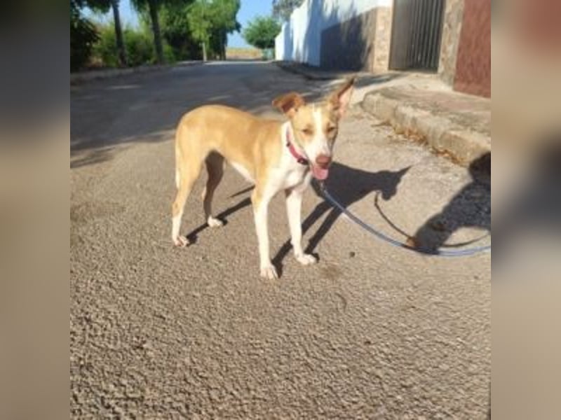 DAMA-zarte, noch etwas schüchterne, Podenco-Mädchen