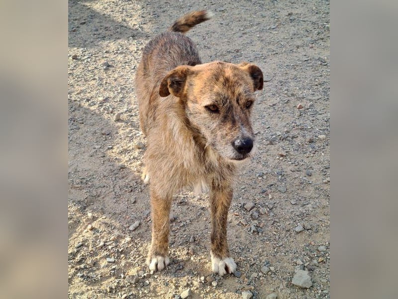 NELSON-kleiner Träumer, sanft,ruhig Seele, wartet sehnsüchtig auf sein liebevolles Für-immer-Zuhause