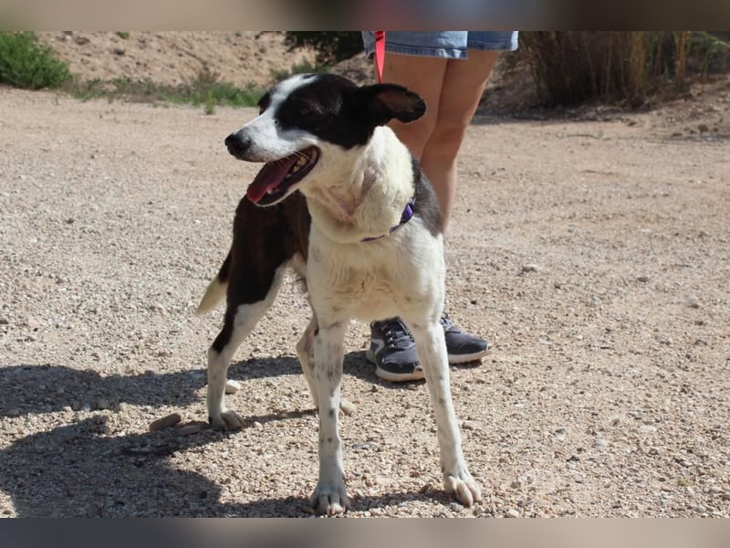 CANTALAR-ruhig, sanft, mit einem Herzen voller Liebe wartet sie sehnsüchtig auf ein schönes Leben