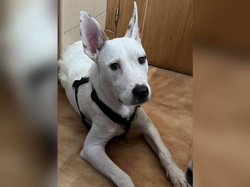 Bezaubernder DRACO-Ein Herz auf vier Pfoten sucht sein Für-immer-Zuhause!
