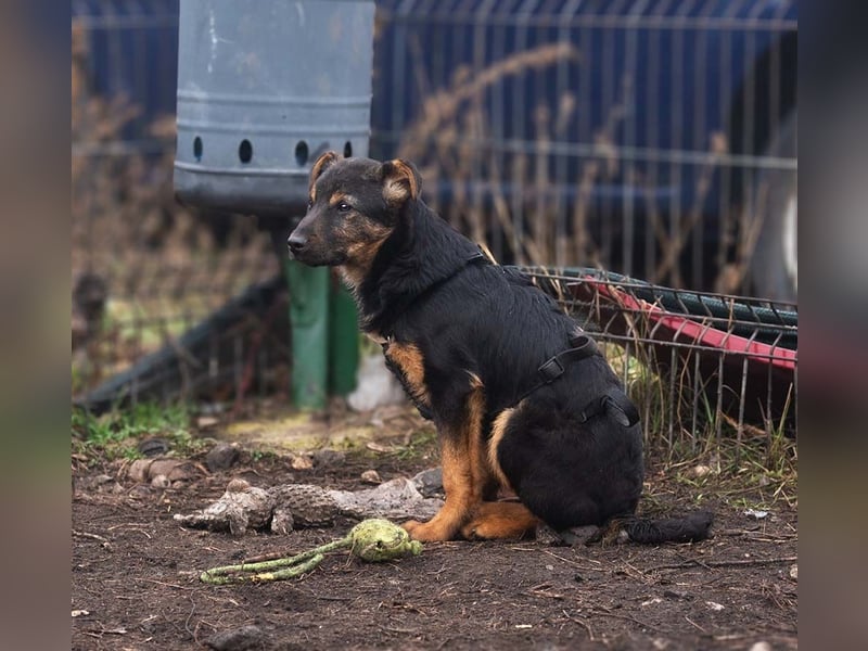 BATMAN-schüchterner Held auf 4 Pfoten sucht dich und sein Zuhause