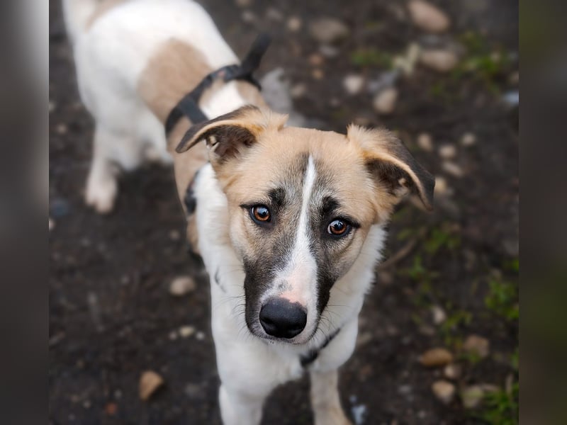 FINJA-sehr freundliche, liebes Mädchen sucht warmes, herzliches Zuhause