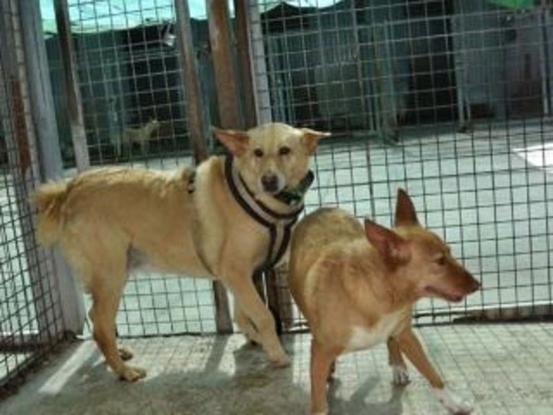 AKIRA-verschmustes, anhängliches Hundemädchen sucht ein ruhiges, liebevolles Zuhause