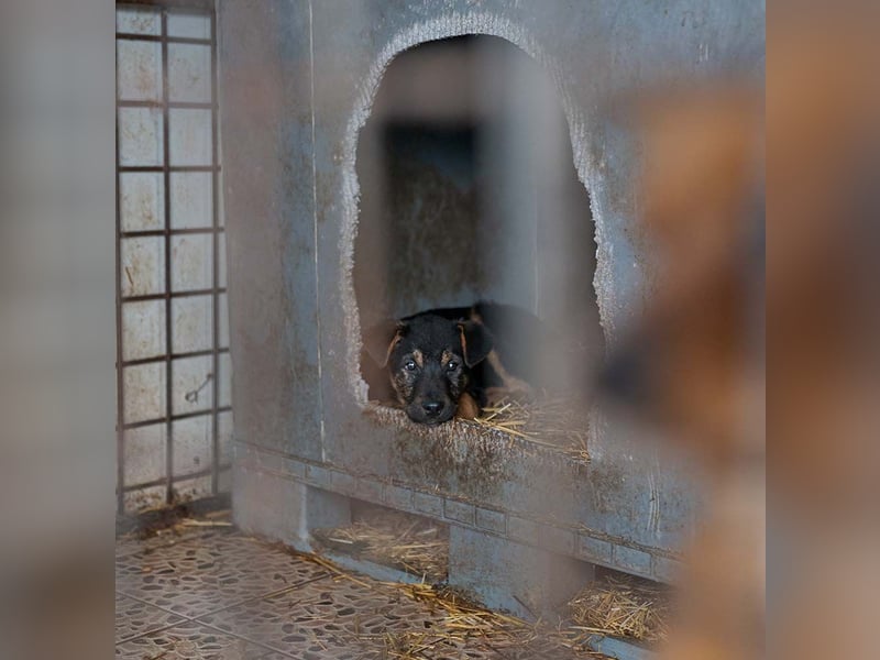 BATMAN-schüchterner Held auf 4 Pfoten sucht dich und sein Zuhause