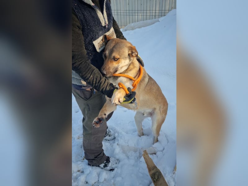 SVEN -wartet im kalten, lauten Zwinger auf sein liebevolles Zuhause