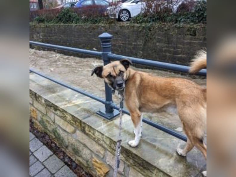 Moon (genannt Coco)-Ruhige Maus sucht liebevolle Familie