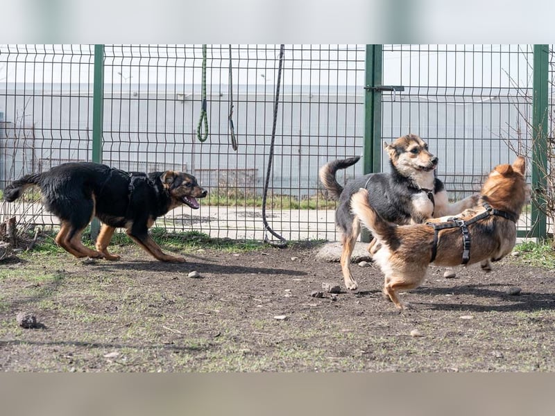 BATMAN-schüchterner Held auf 4 Pfoten sucht dich und sein Zuhause