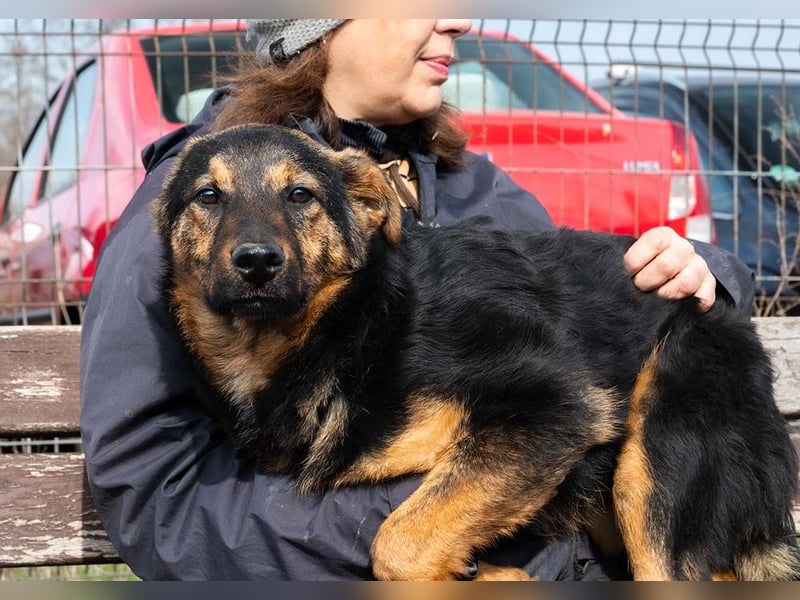BATMAN-schüchterner Held auf 4 Pfoten sucht dich und sein Zuhause