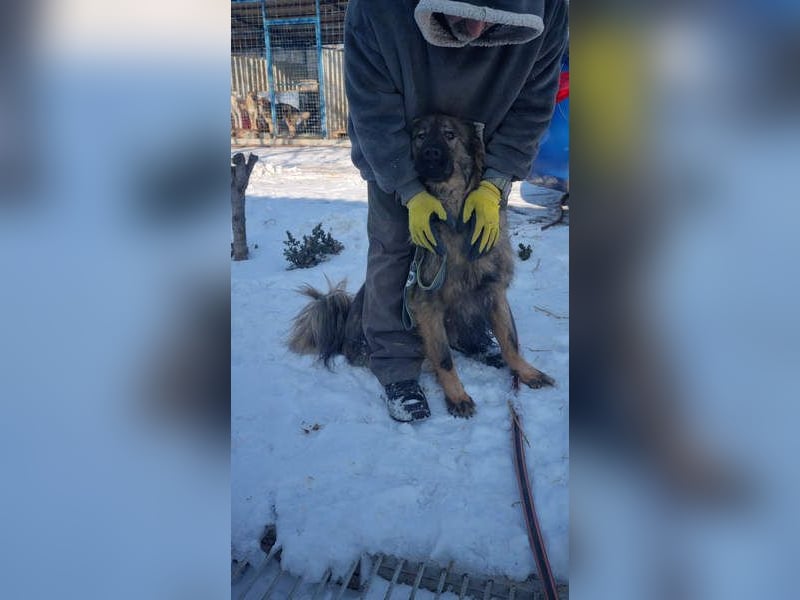 Hübscher LAURENT-superfreundlich, liebenswert-sein grösster Wunsch:eine liebevolle Für-immer-Familie