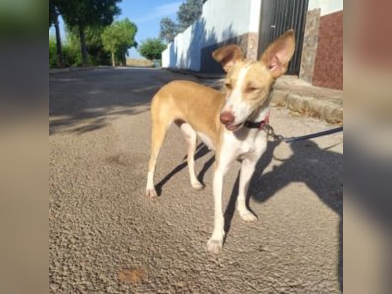 DAMA-zarte, noch etwas schüchterne, Podenco-Mädchen