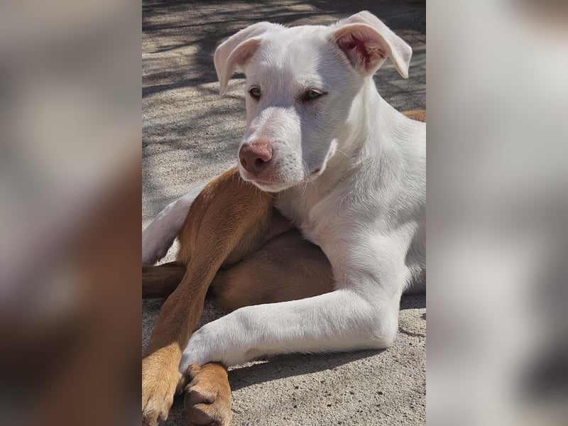 KINDER-fröhlicher, aufgeweckter Bub irrte allein auf der Straße umher,sucht seine Für-immer-Menschen