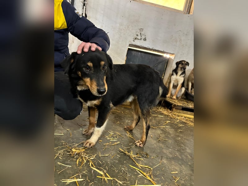 ROCCO-liebenswerter, freundlicher, kleiner Bub sucht liebevolle Für-immer-Familie