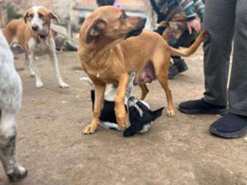 NANI- junge Hundemama mit großem Herzen sucht ihr eigenes Zuhause