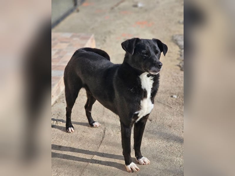 JAX -einer der „liebsten und freundlichsten Hunde, die wir je im Tierheim hatten“