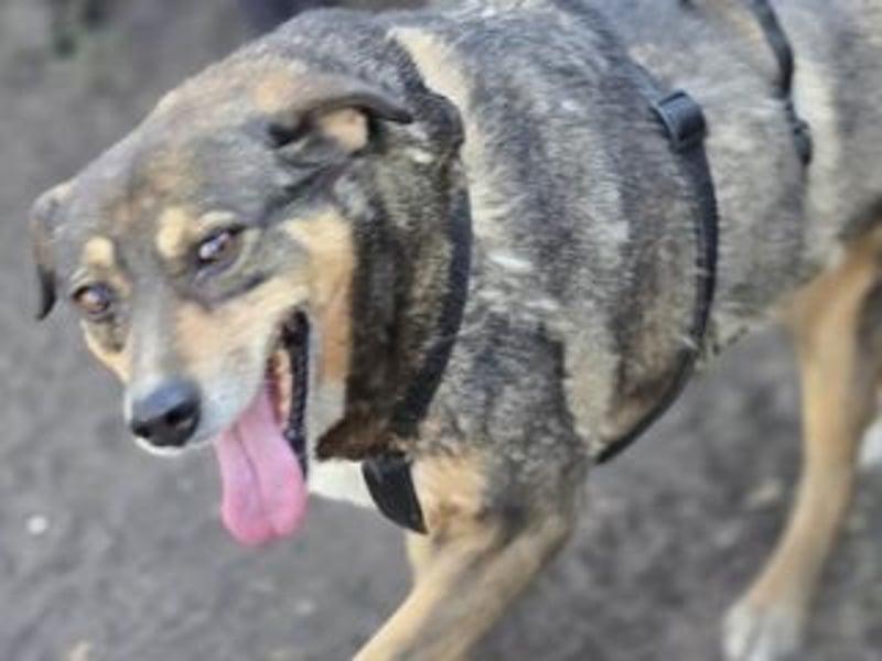 NORA-absulut liebenswertes Wesen