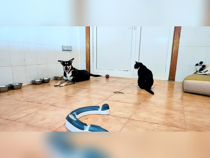 EREN-Lebensfreude pur, sie versüßt ede Minute des Tages-endlich in ihrem "Für-immer-Zuhause"?