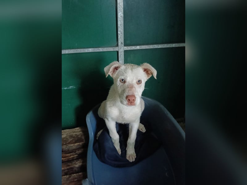 KINDER-fröhlicher, aufgeweckter Bub irrte allein auf der Straße umher,sucht seine Für-immer-Menschen