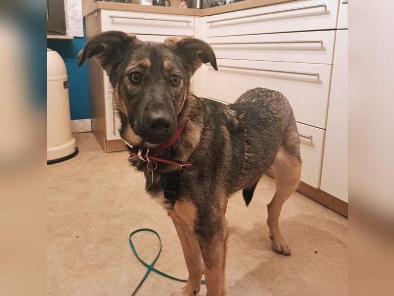 SOPHIE-Vielleicht können genau Sie sichin diesem Moment vorstellen, Sophie ein Zuhause zu geben.