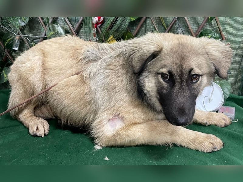 DIESEL-ruhiger, eher scheuer Hundebub wartet sehnsüchtig auf sein Für-immer-Zuhause