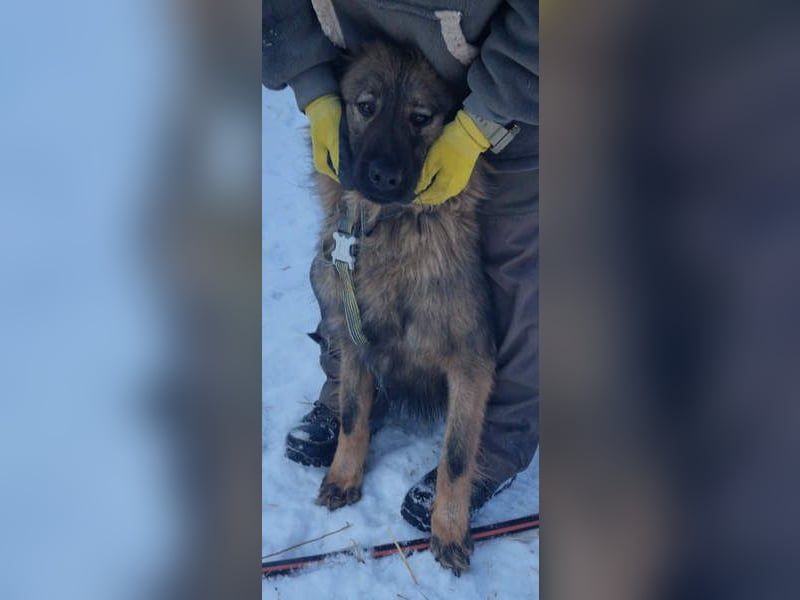 Hübscher LAURENT-superfreundlich, liebenswert-sein grösster Wunsch:eine liebevolle Für-immer-Familie