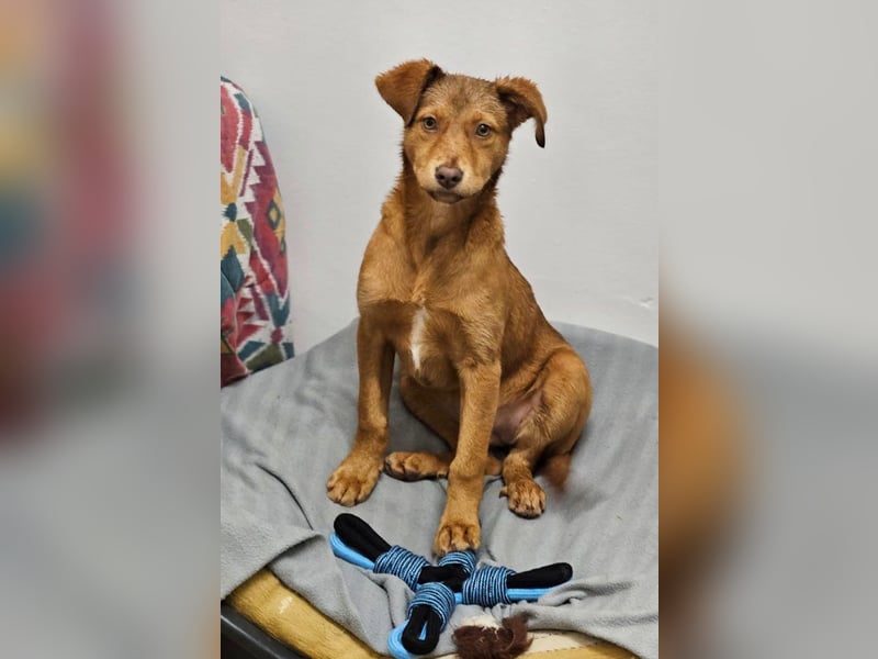 SIENA-fröhliches, freundliches Mädchen irrte alleine auf der Straße umher,auf der Suche nach Familie