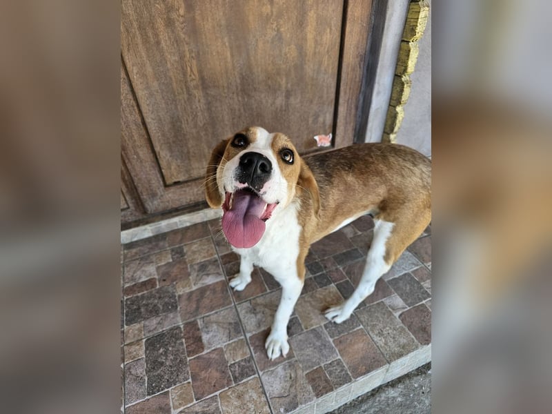 Leila – liebt Menschen und andere Hunde