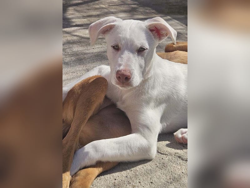 KINDER-fröhlicher, aufgeweckter Bub irrte allein auf der Straße umher,sucht seine Für-immer-Menschen