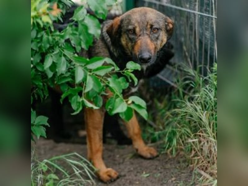 FEDORA-schüchterne Maus auf der Suche nach Liebe, Schutz, Geborgenheit