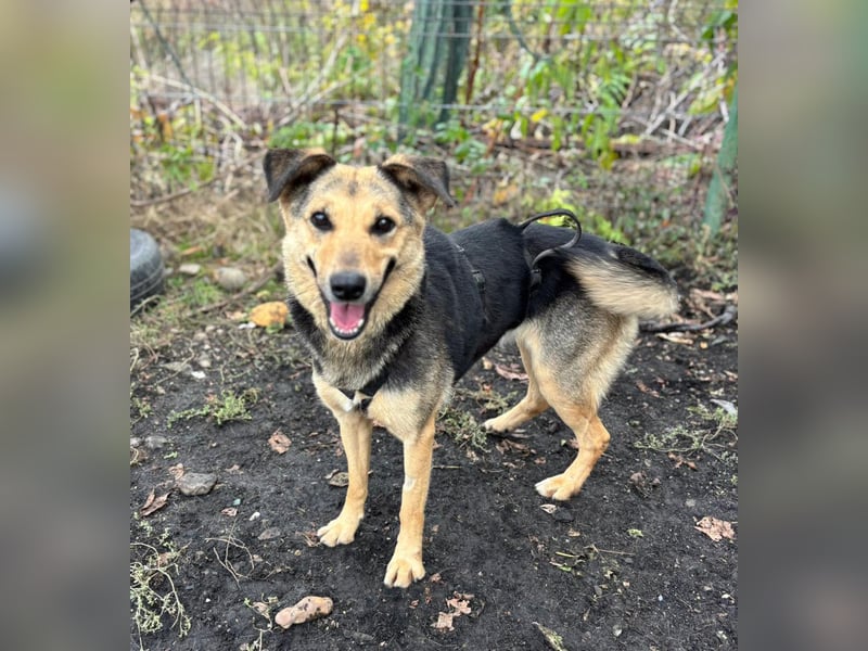 SAADET-freundliche, liebe und herzensgute Hündin wartet auf ihre Chance in einer liebevollen Familie SAADET-freundliche, liebe und herzensgute Hündin wartet auf ihre Chance in einer liebevollen Familie