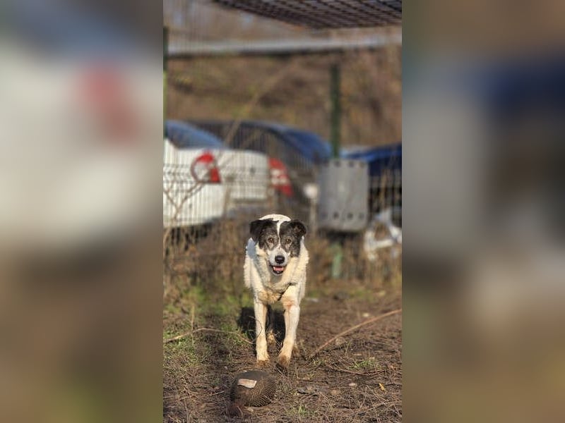 MARIE-CURIE-freundliche, willige, brave, anspruchslose, vergessene Seele sucht dringend liebe Heimat