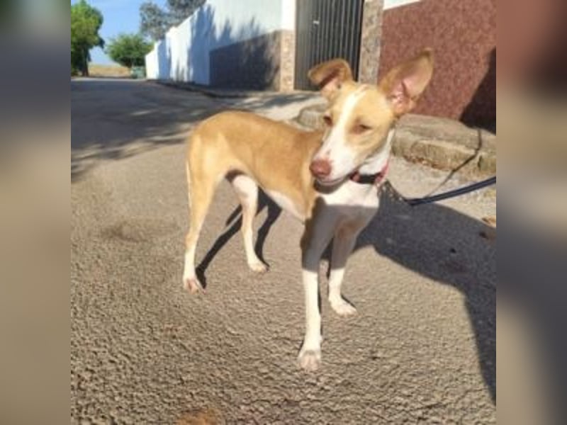 DAMA-zarte, noch etwas schüchterne, Podenco-Mädchen
